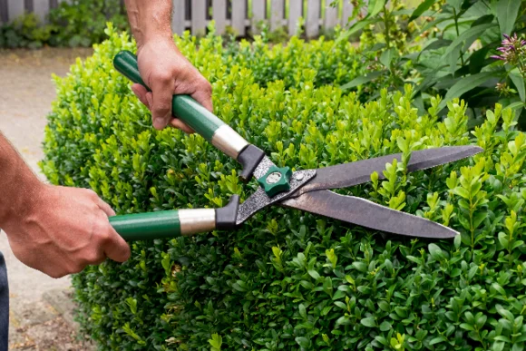 Person schneidet Hecke mit Heckenschere